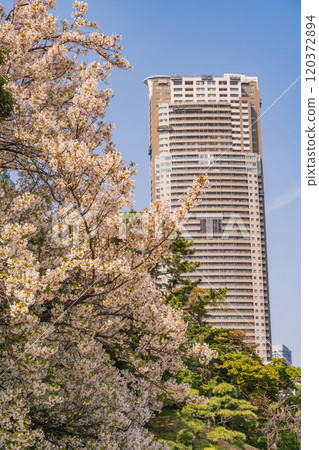 [東京] 東京的寧靜空間、櫻花盛開的濱離宮恩賜庭園、高樓大廈 120372894
