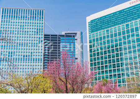 [Tokyo] Tokyo's peaceful space: Cherry blossoms starting to bloom at Hama-rikyu Gardens and skyscrapers 120372897