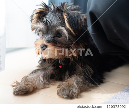 Cute dog 120372992