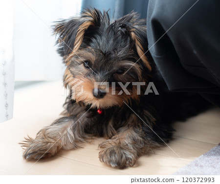 Cute dog 120372993