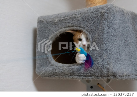 Cat in a cat tower, brown tabby and white Cat in a cat tower, brown tabby and white 120373237