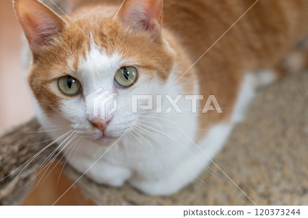 Cat looking up Brown tiger white 120373244