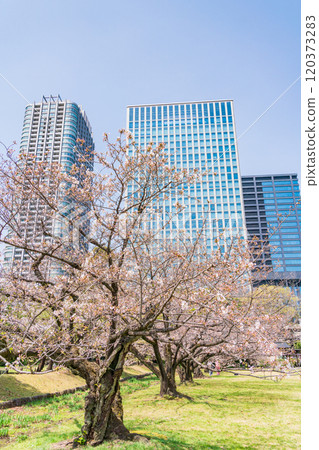 [東京] 東京的寧靜空間、櫻花盛開的濱離宮恩賜庭園、摩天大樓 120373283