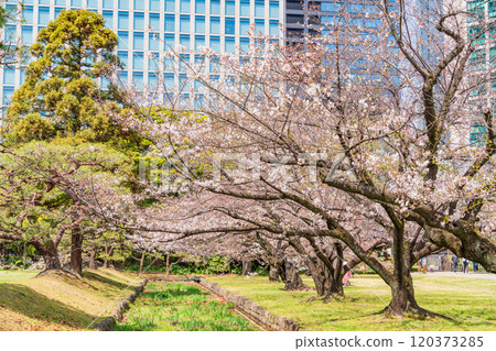 [東京] 東京的寧靜空間、櫻花盛開的濱離宮恩賜庭園、摩天大樓 120373285