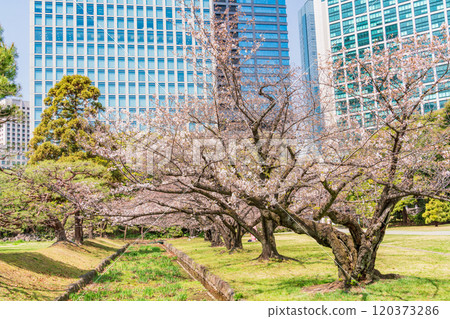 [Tokyo] A peaceful space in Tokyo: Cherry blossoms blooming in Hama-rikyu Gardens and skyscrapers 120373286