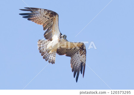 An osprey flying in the sky searching for prey 120373295