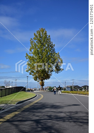 秋天藍天下的路邊銀杏樹照片 秋天藍天下的路邊銀杏樹照片 120373401