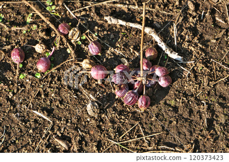 Fallen cherries (autumn, November) 120373423