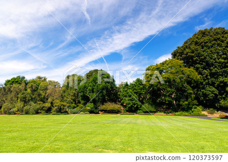 A vast green grass meadow stretching towards the horizon with a trees A vast green grass meadow stretching towards the horizon with a trees 120373597