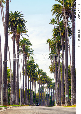 Iconic Beverly Hills street lined with towering palm trees under a bright sunny sky Iconic Beverly Hills street lined with towering palm trees under a bright sunny sky 120373804