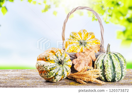Autumn-themed food arrangement with pumpkins and autumn leaves 120373872