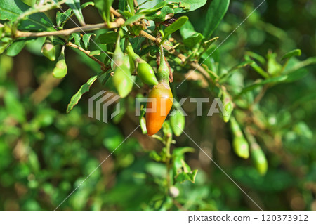 橙色枸杞(秋季、十一月) 橙色枸杞(秋季、十一月) 120373912