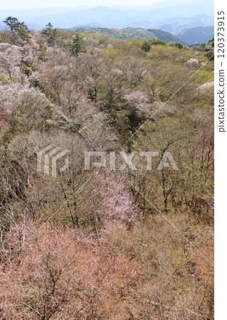 The ridge of the Nishiizu Skyline: budding broadleaf trees The ridge of the Nishiizu Skyline: budding broadleaf trees 120373915