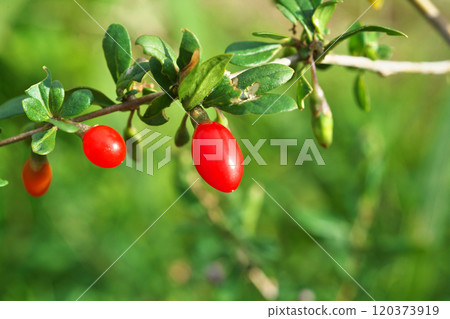 Red wolfberry (Autumn, November) 120373919