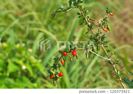 紅枸杞(秋季、十一月) 紅枸杞(秋季、十一月) 120373921