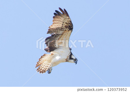 An osprey hovering in search of prey An osprey hovering in search of prey 120373952