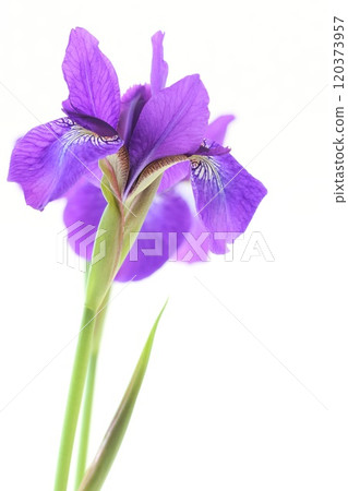 虹膜藍紫色花初夏明亮的背景 120373957