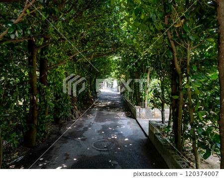 沖繩縣本部町備瀨的一排福木樹 沖繩縣本部町備瀨的一排福木樹 120374007