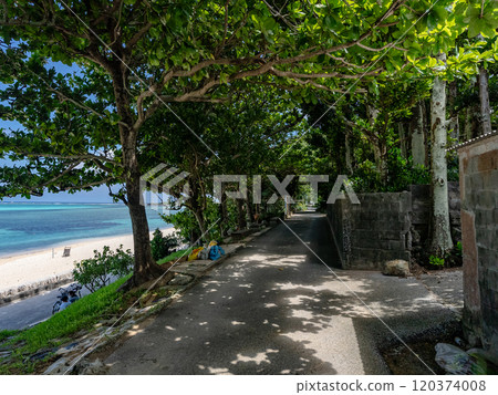 Bise Fukugi Tree Line in Motobu Town, Okinawa Prefecture Bise Fukugi Tree Line in Motobu Town, Okinawa Prefecture 120374008