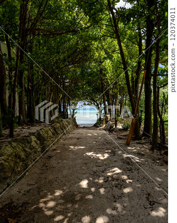 Bise Fukugi Tree Line in Motobu Town, Okinawa Prefecture 120374011