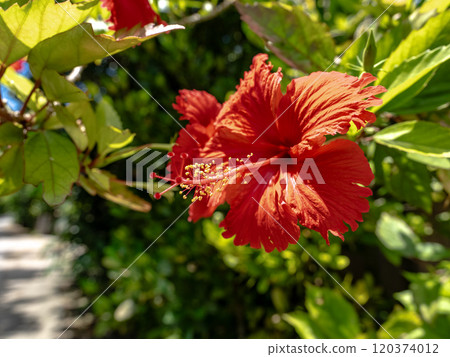 Hibiscus blooming along the Fukugi tree line in Bise 120374012