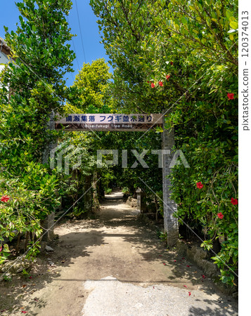 Bise Fukugi Tree Line in Motobu Town, Okinawa Prefecture 120374013