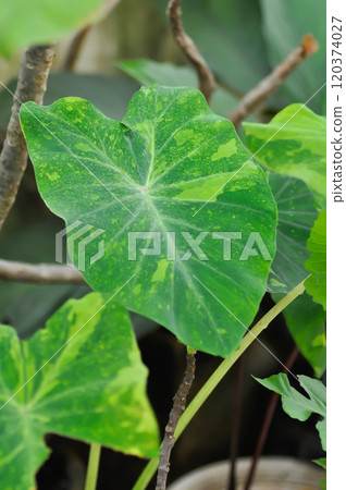 Colocasia esculenta midori sour, Colocasia ,midori sour or Colocasia plant or bicolor Colocasia Colocasia esculenta midori sour, Colocasia ,midori sour or Colocasia plant or bicolor Colocasia 120374027