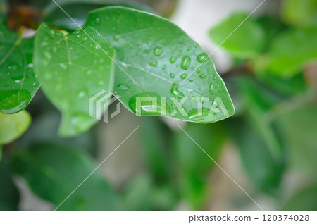 ficus pumila or climbing fig or MORACEAE and rain droplet 120374028