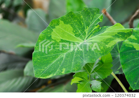 Colocasia esculenta midori sour, Colocasia ,midori sour or Colocasia plant or bicolor Colocasia Colocasia esculenta midori sour, Colocasia ,midori sour or Colocasia plant or bicolor Colocasia 120374032