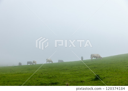 A group of cows grazes on a mist-covered hillside, partially obscured by thick fog. The fog creates a mysterious ambiance, blending the cows into the soft, muted landscape A group of cows grazes on a mist-covered hillside, partially obscured by thick fog. The fog creates a mysterious ambiance, blending the cows into the soft, muted landscape 120374184