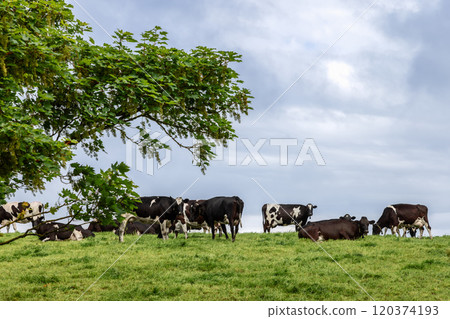A group of cows on a grassy hill under a cloudy sky, with a leafy tree in the foreground, depicting a tranquil farming landscape in Ireland 120374193