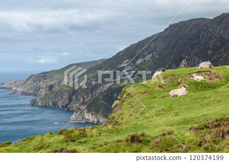 Scottish Blackface sheep rest on Slieve League slopes with green hills dramatic cliffs and ocean Scottish Blackface sheep rest on Slieve League slopes with green hills dramatic cliffs and ocean 120374199