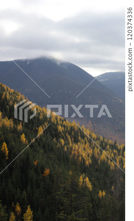 Beautiful wood in the mountains  120374336