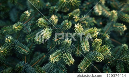 Close-up view of lush green pine branches, showcasing the natural beauty and intricate details of evergreen needles. A perfect representation of nature's elegance and seasonal charm 120374414