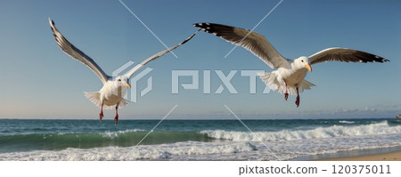 Two majestic seagulls in flight over ocean waves. Panoramic beach scene captures birds with outstretched wings against clear blue sky and rolling surf 120375011
