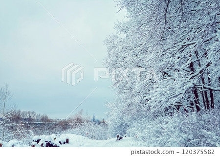 winter forest landscape with snow. place for text 120375582