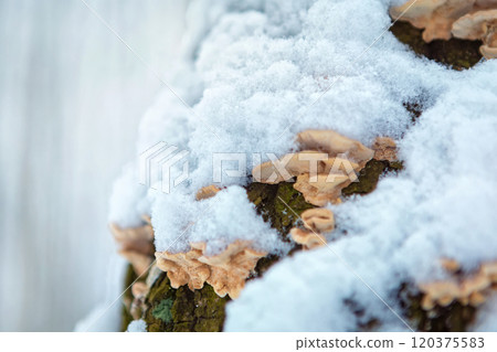 Wood mushroom on a tree trunk in a winter forest. place for text Wood mushroom on a tree trunk in a winter forest. place for text 120375583