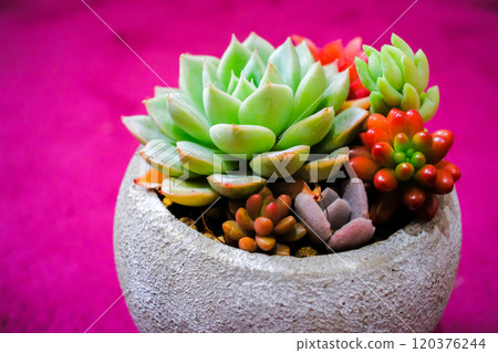 Planting succulent plants Planting succulent plants 120376244
