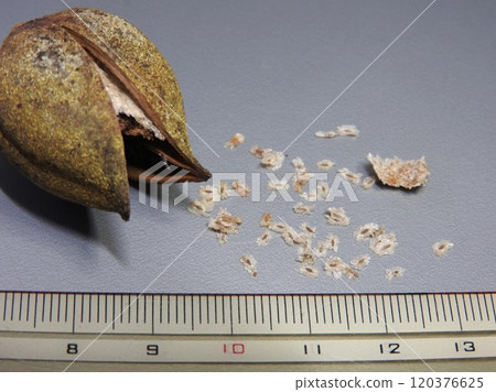 Paulownia fruit (seeds from a cracked shell): A photo showing the size Paulownia fruit (seeds from a cracked shell): A photo showing the size 120376625