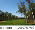 Birch forest on a sunny day in early autumn, Russia 120376795