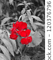 Red geranium flowers in the garden, black and white tone. 120376796