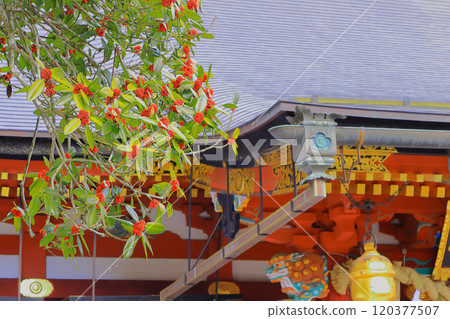 Red berries and leaves of Taraha Red berries and leaves of Taraha 120377507