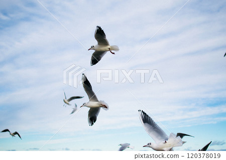 the seagulls and pigeons on the seashore in winter 120378019
