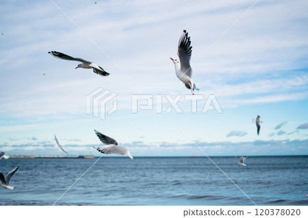 the seagulls and pigeons on the seashore in winter 120378020