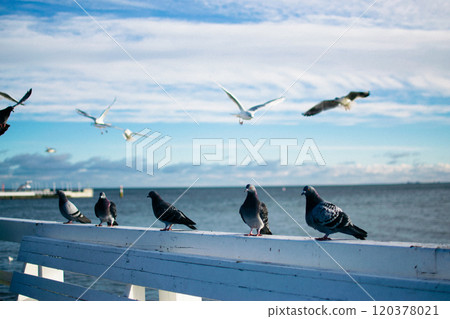 the seagulls and pigeons on the seashore in winter 120378021