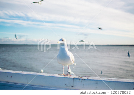 the seagulls and pigeons on the seashore in winter 120378022