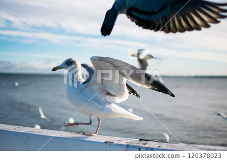 the seagulls and pigeons on the seashore in winter 120378023