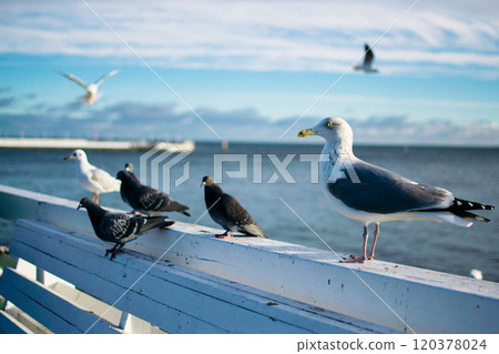 the seagulls and pigeons on the seashore in winter 120378024