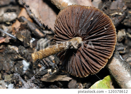 The folds and stem of a velutipes mushroom (natural light + strobe macro close-up) The folds and stem of a velutipes mushroom (natural light + strobe macro close-up) 120378612