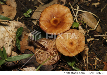 一簇生長在樹林中的 Yachinaratake 蘑菇(帽狀和褶皺形狀,自然光 + 閃光燈,微距特寫) 一簇生長在樹林中的 Yachinaratake 蘑菇(帽狀和褶皺形狀,自然光 + 閃光燈,微距特寫) 120378630